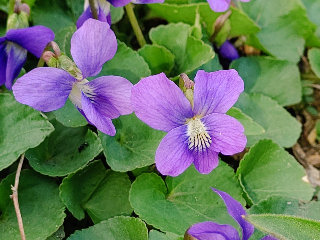 くーちゃん コレでも同種 アメリカスミレサイシンの花 元々は ビオラ プリケアナ ビオラ パピリオナケア と 別種とされていたのが ビオラ ソロリアと同種だ という事で一つの種にまとめられたそうな 確かに葉は同じっぽいですね アメリカ
