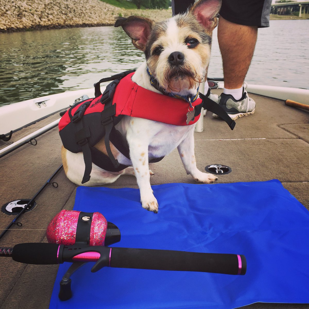 Getthenethooks's tweet photo. Happy National Pets Day from Get The Net Hooks! #NationalPetDay #dogsoftwitter #DogsAreFamily #getthenethooks #timetofish https://t.co/BynbDdbmTL