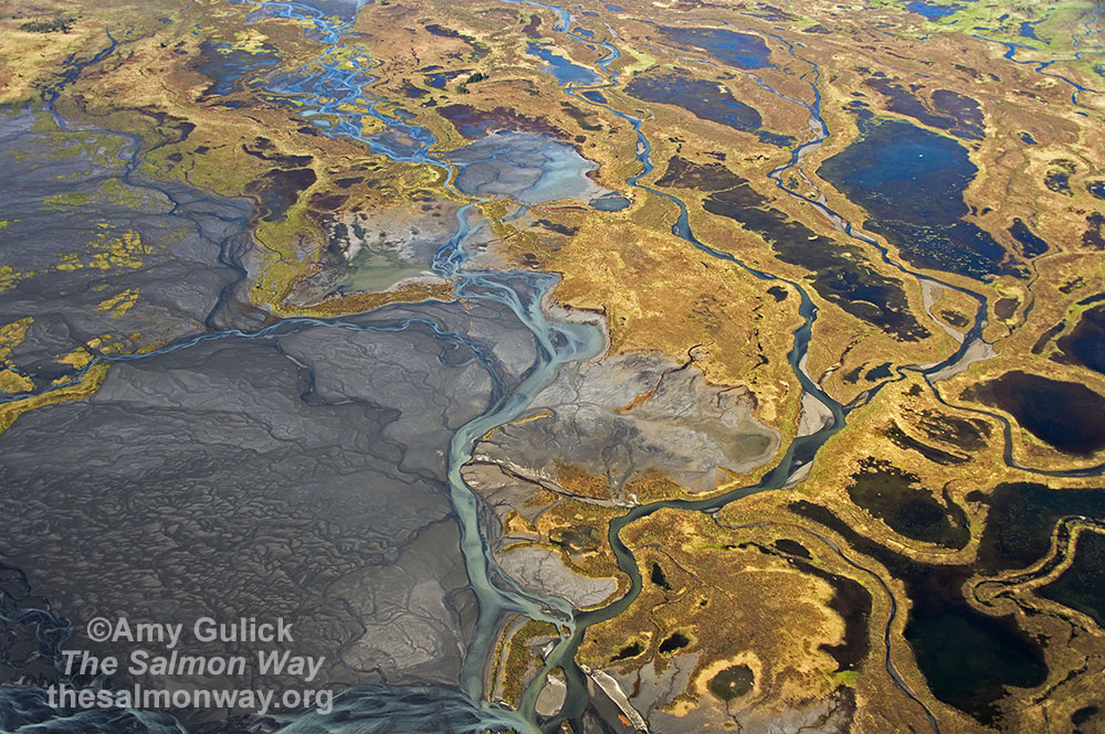 SalmonStateAK's tweet photo. Can you guess the watershed pictured in this photo?๐ง
This photo is from @amygulick's "The Salmon Way" exhibit, currently on display at the @SeattleAquarium.
https://t.co/s3aC9XPkNt
#TheSalmonWay #AlaskaSalmon #SalmonState https://t.co/DRYMDTNnFI