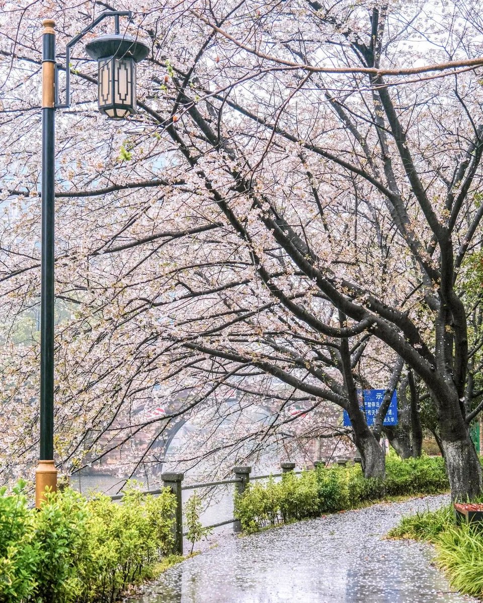 HelloZJUT's tweet photo. #HelloZJUT: Welcome back from your weekend.
The new week starts with an amazing view of the spring flowers here at the Zhaohui campus. May your week be as mesmerizing as these pretty blossoms. https://t.co/E36ZUn0ttn