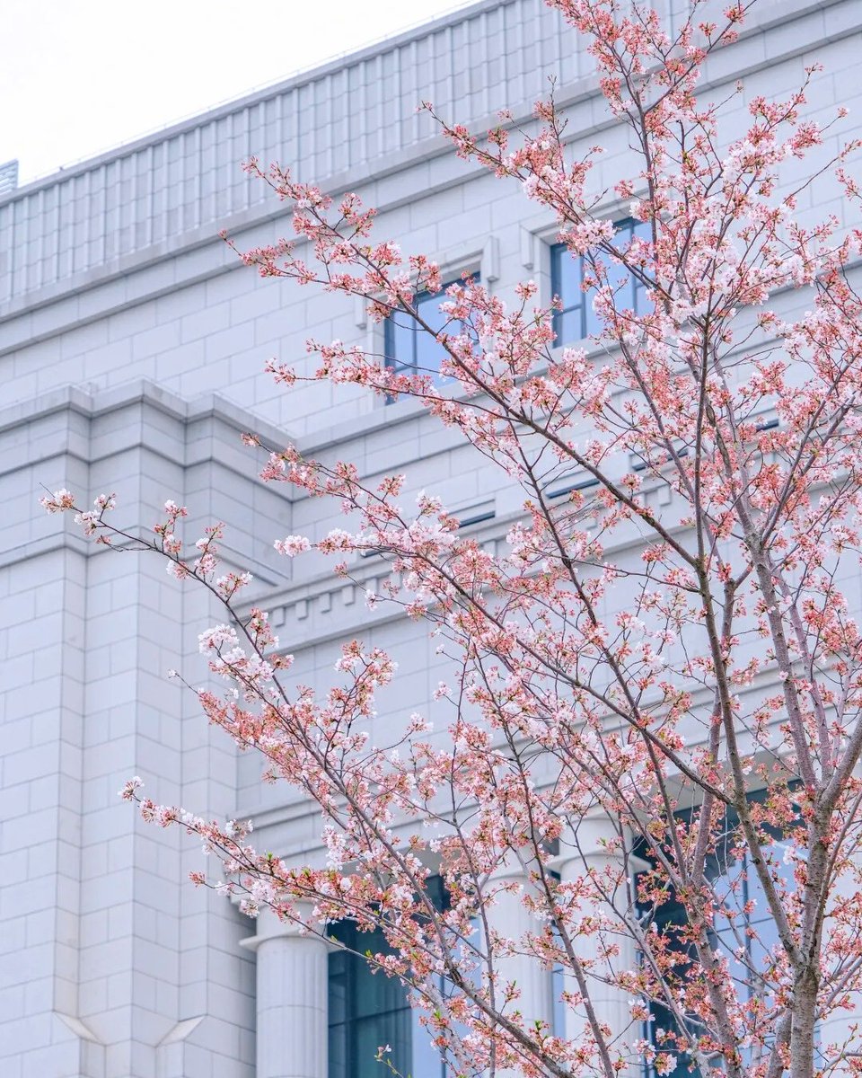 HelloZJUT's tweet photo. #HelloZJUT: Welcome back from your weekend.
The new week starts with an amazing view of the spring flowers here at the Zhaohui campus. May your week be as mesmerizing as these pretty blossoms. https://t.co/E36ZUn0ttn