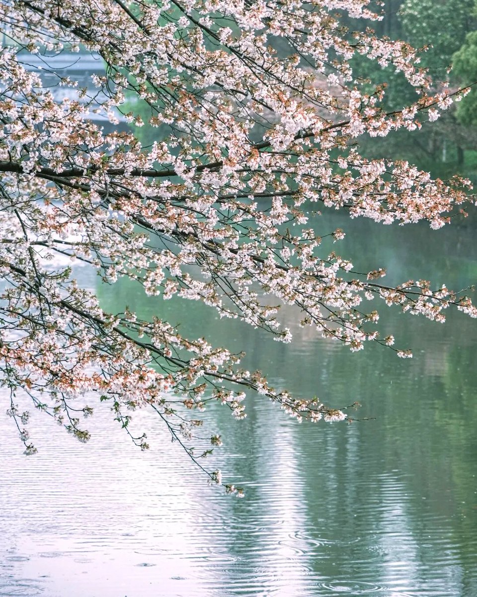HelloZJUT's tweet photo. #HelloZJUT: Welcome back from your weekend.
The new week starts with an amazing view of the spring flowers here at the Zhaohui campus. May your week be as mesmerizing as these pretty blossoms. https://t.co/E36ZUn0ttn