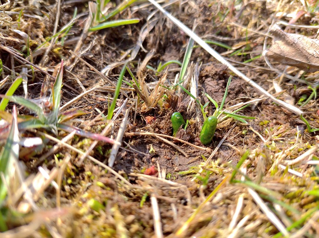 SterbovaJitka's tweet photo. Ráno mi křupaly zmrzlé sasanky pod pohorkama a odpoledne jsem našla tyhle zvláštní zelené vykukující růžky. Mám veliké podezření, že jde o vratičku měsíční, to by, kamarádi, byla veliká bomba💣 🙃https://t.co/JhtQcwy55e https://t.co/p5VmPcFilT