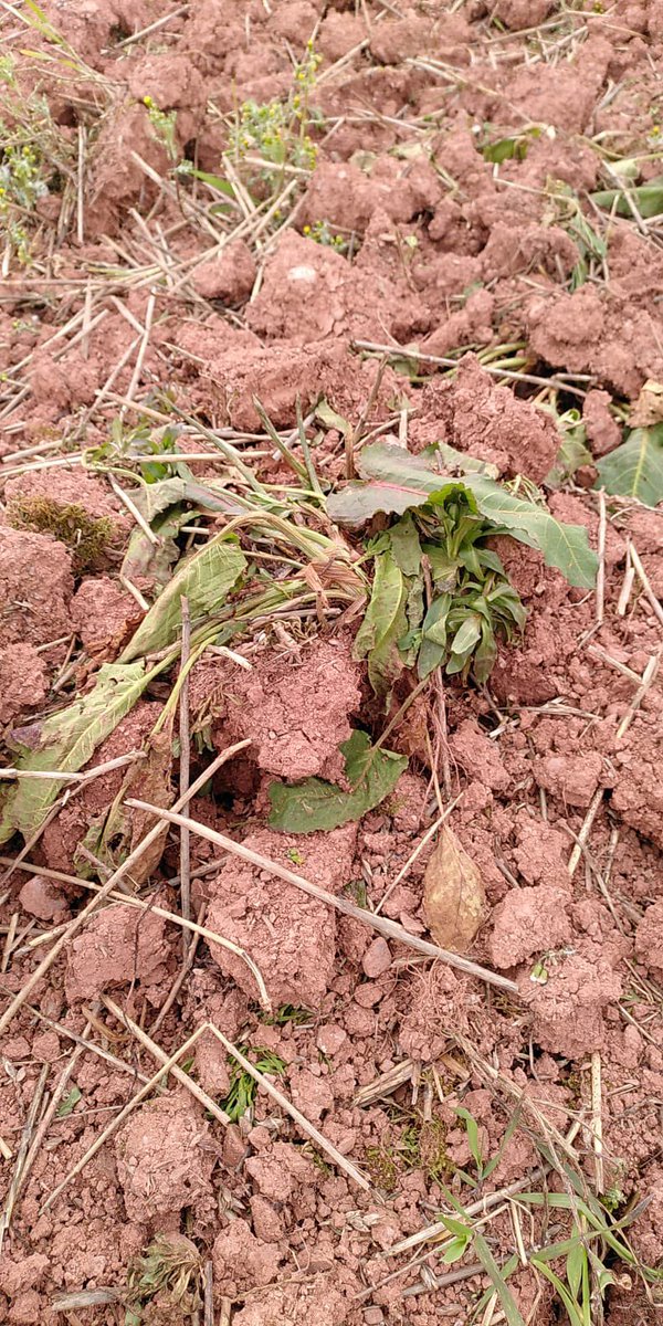 Primewest_ltd's tweet photo. Photos from our customer who has been demoing the 2.1m @LyckeGard KivikFinn. These are 4 days after we left. Weeds wilting well after being left on the surface. https://t.co/xjR1Q1Kjov