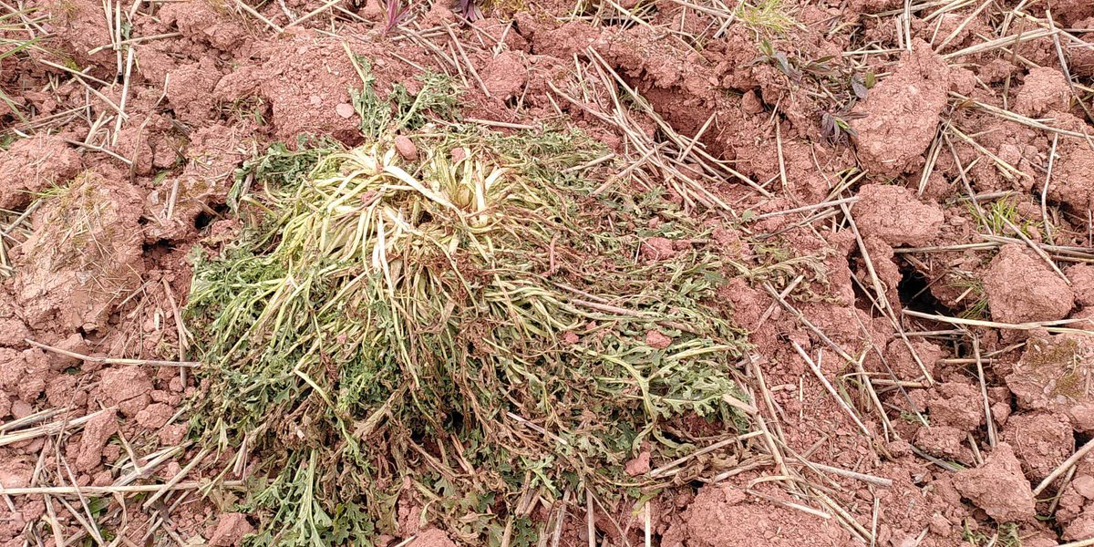 Photos from our customer who has been demoing the 2.1m @LyckeGard KivikFinn. These are 4 days after we left. Weeds wilting well after being left on the surface.