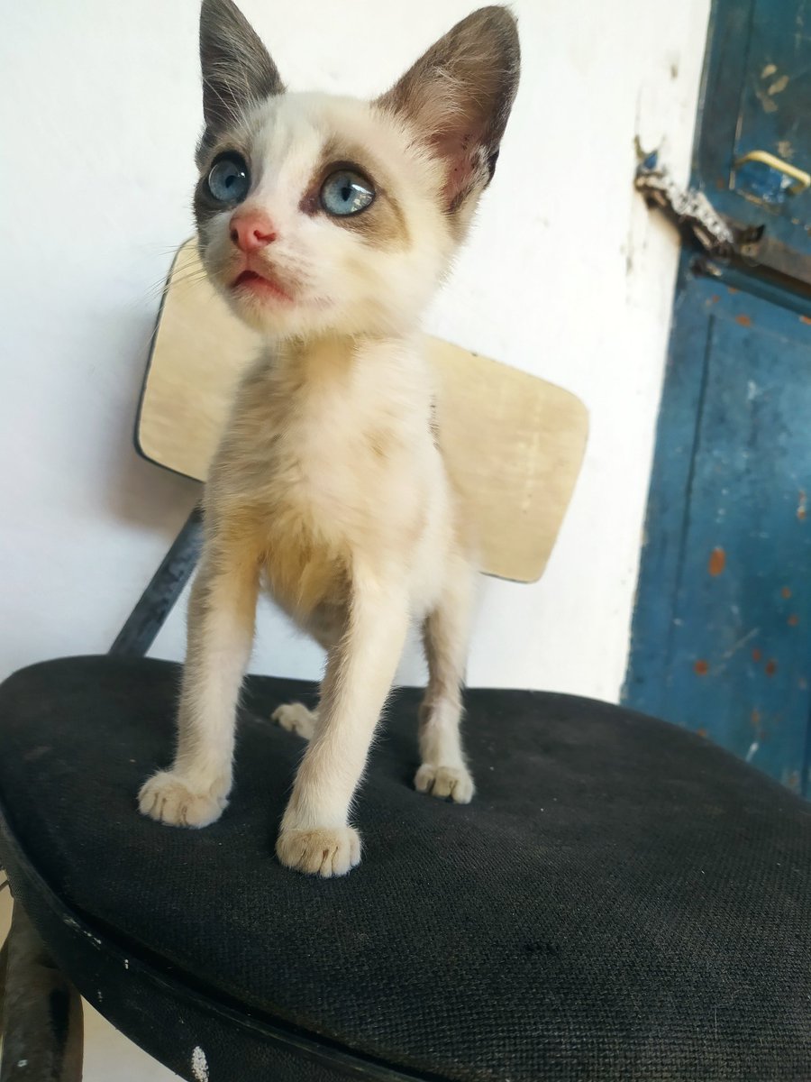 leslie_cedeno's tweet photo. Est@ gatit@ entro ayer en casa de mi mamá, está pequeñ@ y mi mamá le ha dado comida, pero en la casa hay dos gatos más y no l@ podemos tener (no sabemos el sexo)
Si hay alguien interesado escriba a este número 04247726973 
Estamos en Caracas,Venezuela, en la estación de propatria https://t.co/cT391IT57D