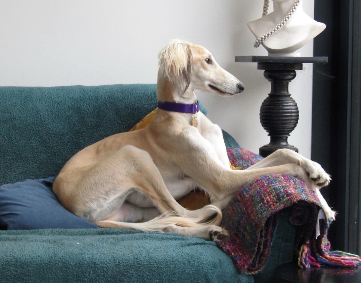 Please retweet to help Taz find a home #SURREY #UK Saluki aged 10 months DETAILS or APPLY👇 lurchersos.org.uk #dogs #TeamZay