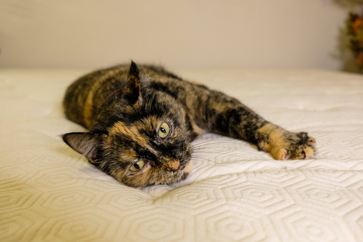 Happy #NationalPetDay from one of Bear's resident cat models! Rey loves nothing better than sprawling out on Mom's Bear Hybrid whenever the sheets are changed.