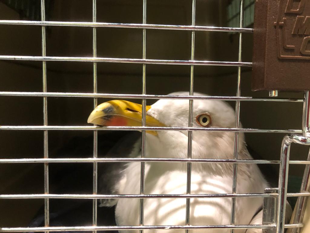 Dierenambulance Amsterdam tweet media