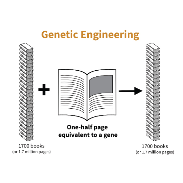 sci4citrus's tweet photo. How are new #citrus varieties made? What is a GMO? What are breeding challenges? How can breeding methods be used to protect against HLB?

Find answers to these questions and learn all about genes, genomes, and genetic engineering in citrus ⬇️
https://t.co/TGyy83e6mm

#sci4citrus https://t.co/7Gr7IQVtmY