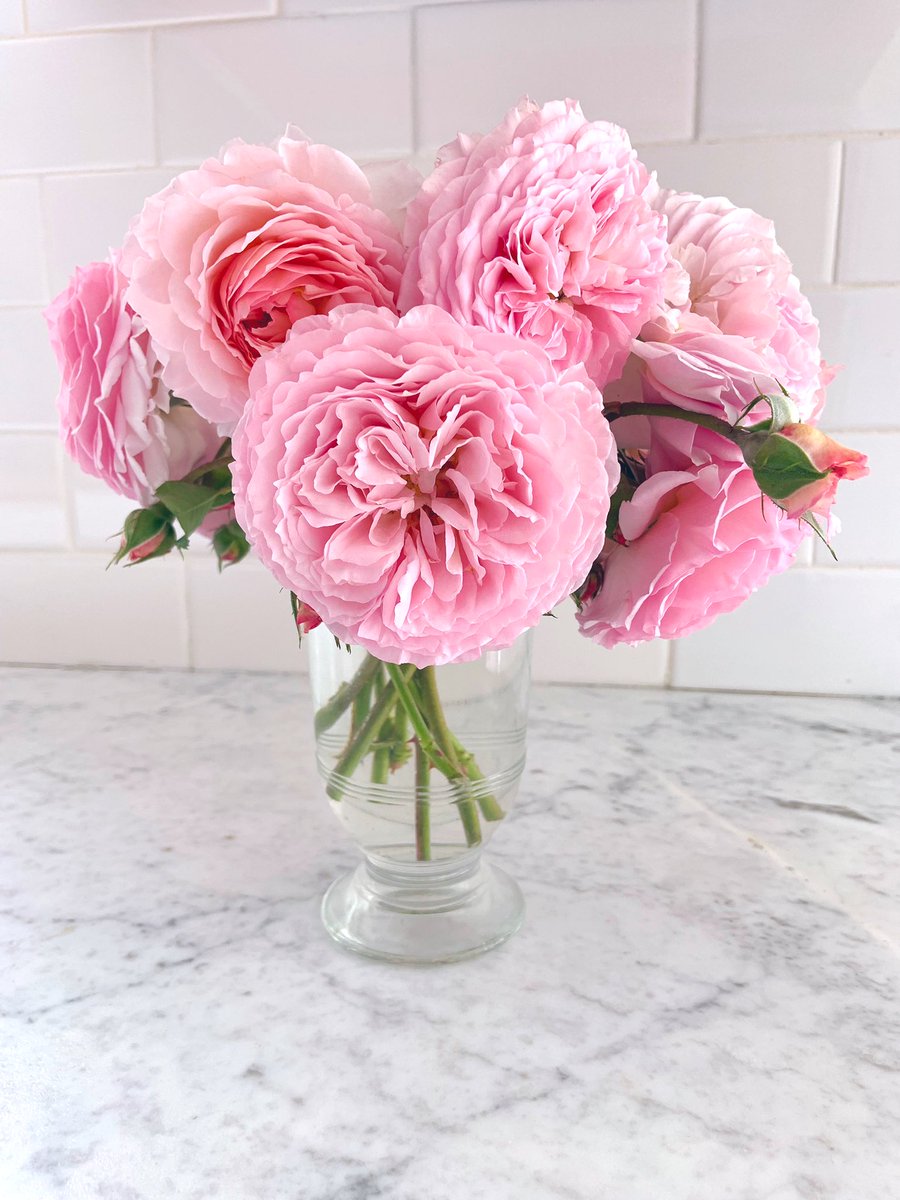 xMelissaPx's tweet photo. Some #EnglishRoses from my #RoseGarden. 💕 #roses https://t.co/sygfq9iX9y