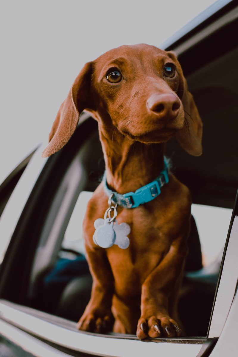 InterwareDev's tweet photo. #NationalPetDay reminder: In NH your dog needs to be licensed! If your precious pup is ever lost, a license is the best way to bring them home. License your dog online at https://t.co/EFIGj4Z7CZ https://t.co/tb8Pvb4uVe
