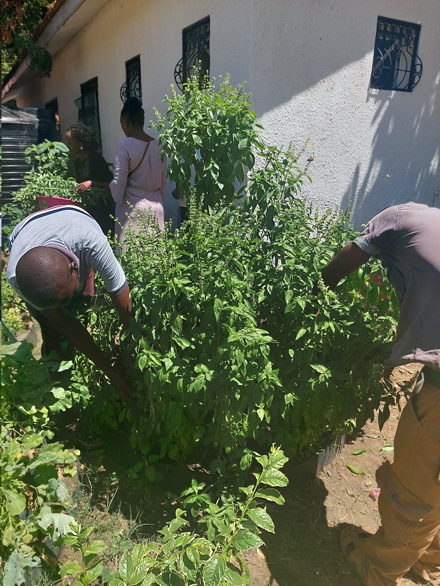 AssociationAwak's tweet photo. The herbs & spices from our office vertical garden are producing faster that all staff & families can consume.
So, we have invited an expert from the Ministry of Agric, to train us on how to dry and preserve their nutritional value.
#Avoidfoodwaste @annamutavati @njorogep @FAO https://t.co/MKPme6WlTk