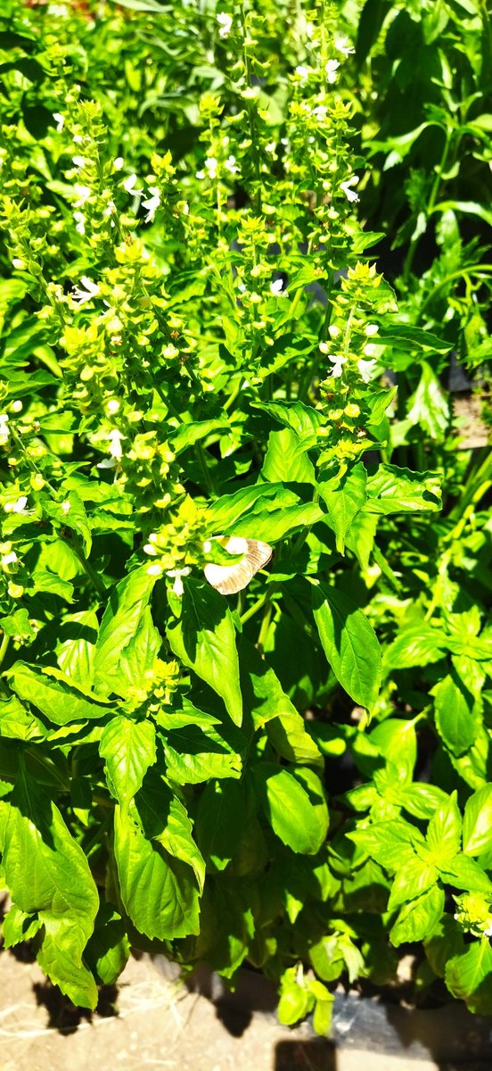 AssociationAwak's tweet photo. The herbs & spices from our office vertical garden are producing faster that all staff & families can consume.
So, we have invited an expert from the Ministry of Agric, to train us on how to dry and preserve their nutritional value.
#Avoidfoodwaste @annamutavati @njorogep @FAO https://t.co/MKPme6WlTk