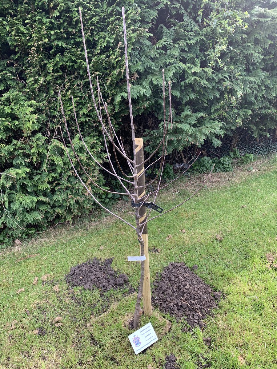Look at one of my new apple trees from the Fruiterers Treebilee project.