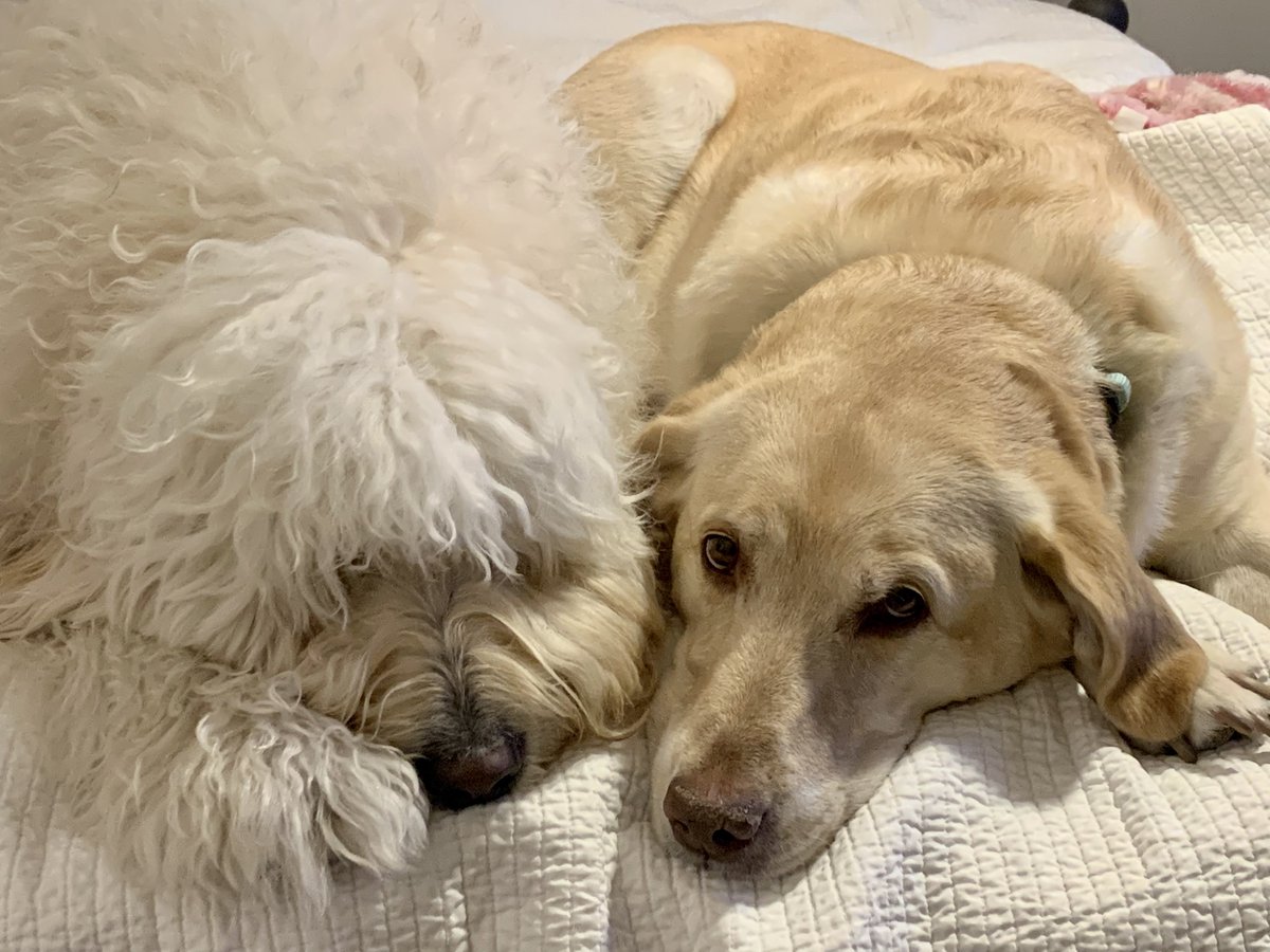 angdponce's tweet photo. @TAMU @dhopeponce #Dreyfus but here he is with Aggie! ❤️🐶🐶 https://t.co/o5DbDpdmY9