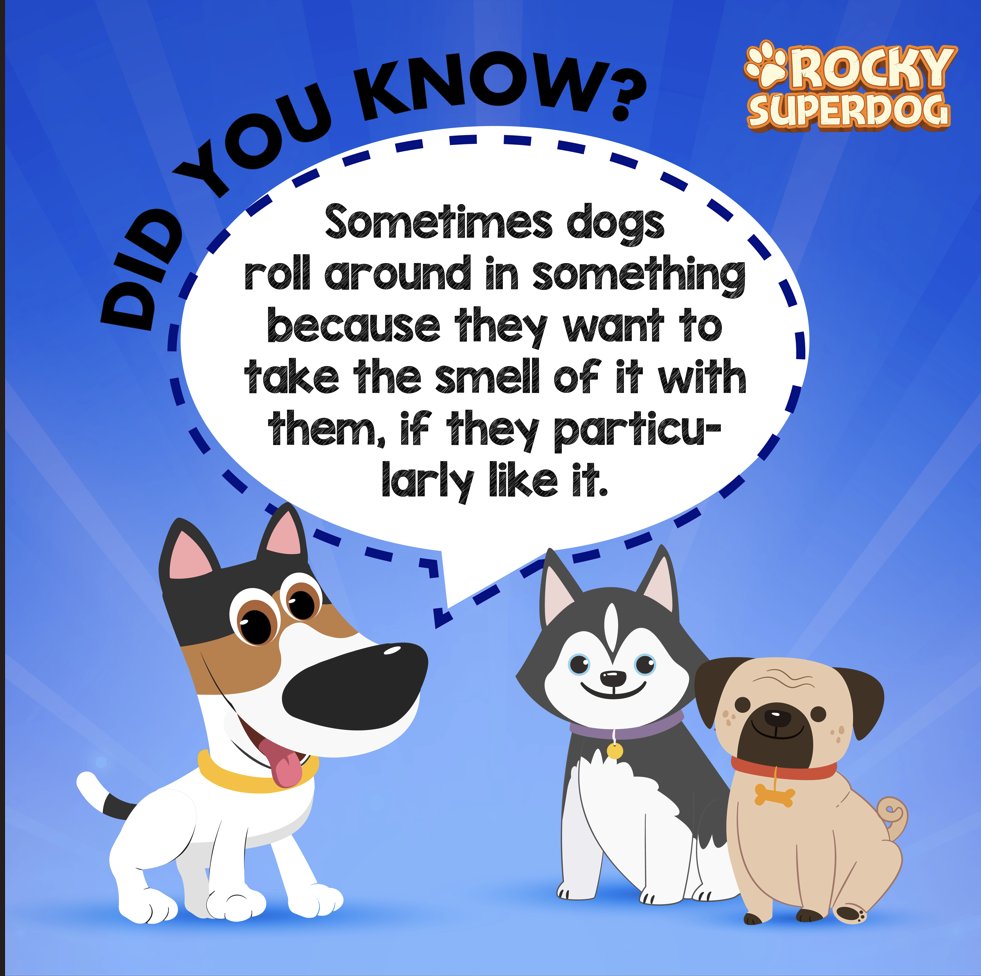 Dogs roll on their backs to show submissiveness or trust, and as an act of defense when fighting.💖🐕

#Rockysuperdog #rockysuperdogadventures #rocky  #dogs #pets #RockyTips #Rockyknowsbest #Rockstar #pettips #dogtips #goodtoknow #doglovers #dogtraining #doggolovers #doggos