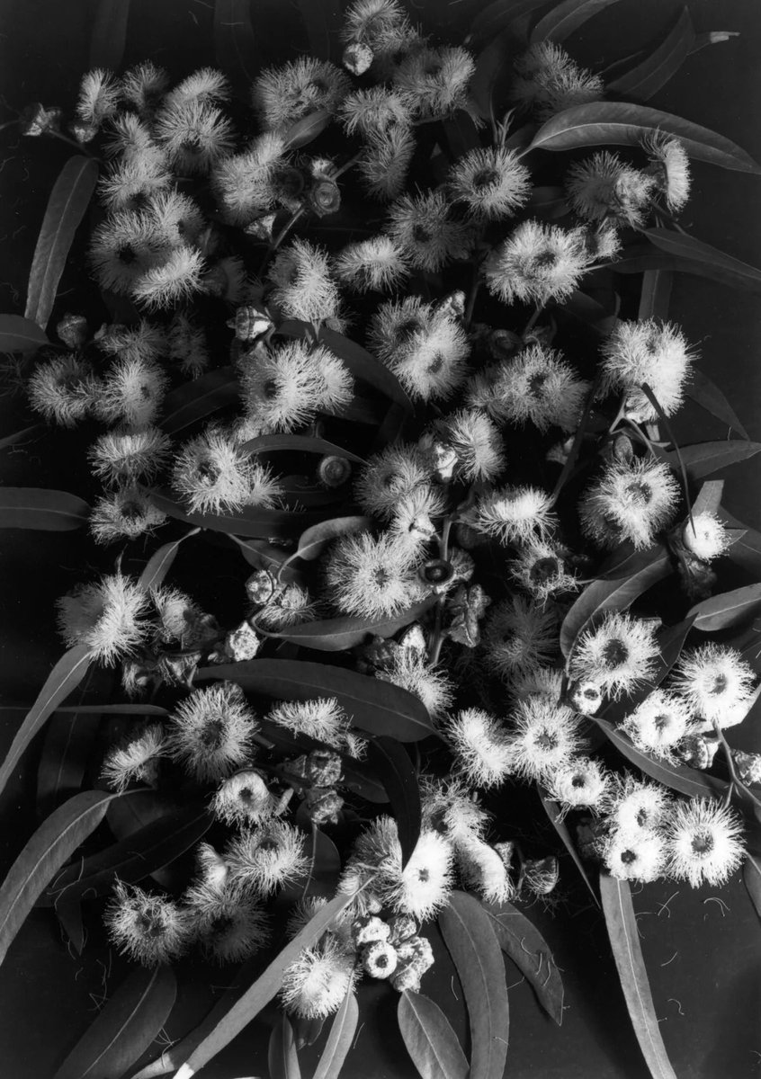 •
Eucalyptus flowers, 1930 
•
📷 #ImogenCunningham 
•