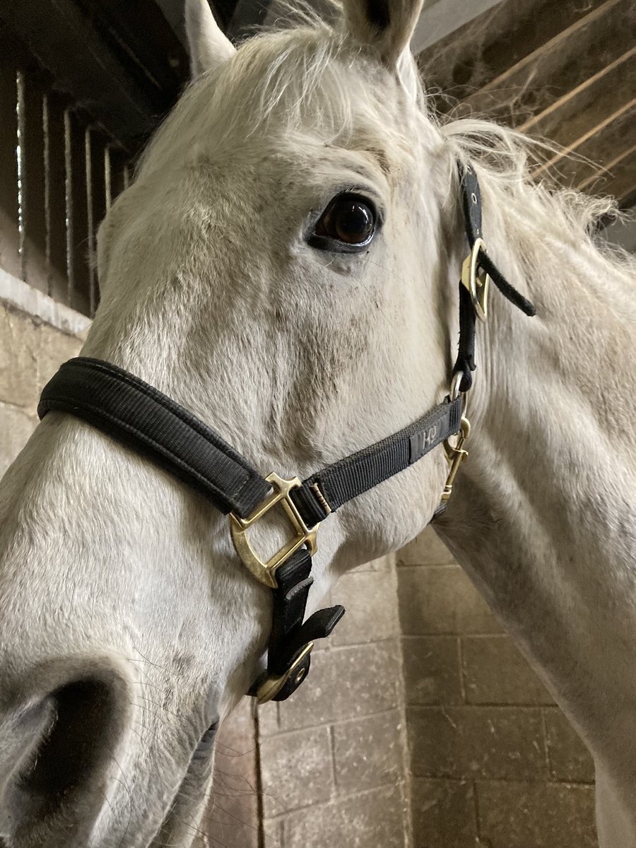 CharlieBhorses1's tweet photo. @OBMRacing Taste the wine 🍷 looking after him https://t.co/XoXVLtsISL