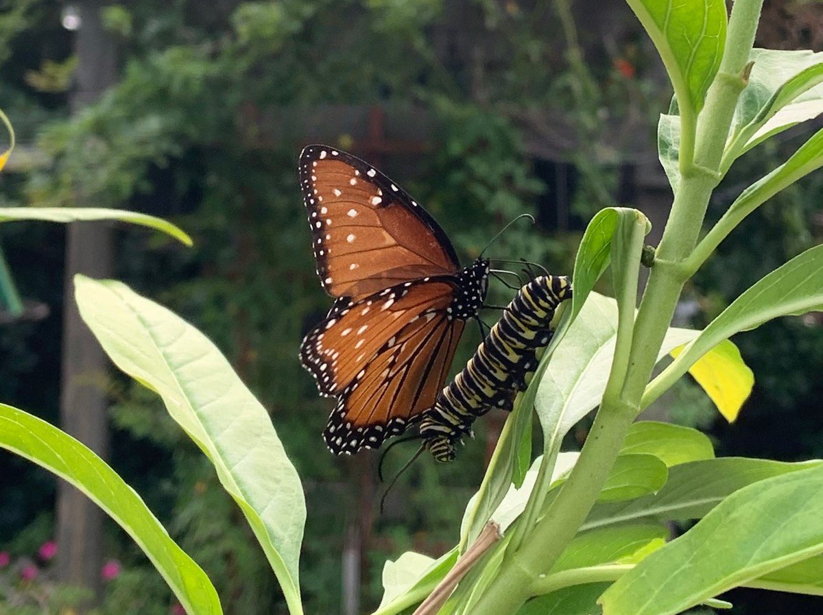 This is why I love science communication and why communicating your research is so important! You may recall not long ago we wrote a paper on Kleptopharmacophagy, a new, but lesser known behaviour where milkweed butterflies apparently gather chemicals from their own caterpillars.