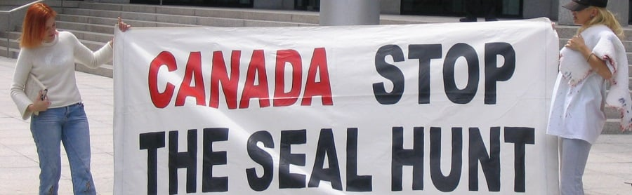 HarpSealsDotOrg's tweet photo. Phase II of the seal slaughter has begun...this is the larger phase when more seal pups are killed. Help us end the #sealhunt for good.🦭🦭🦭 🇨🇦🇨🇦https://t.co/pmkpN3HpYq https://t.co/CnAkmjsNgr