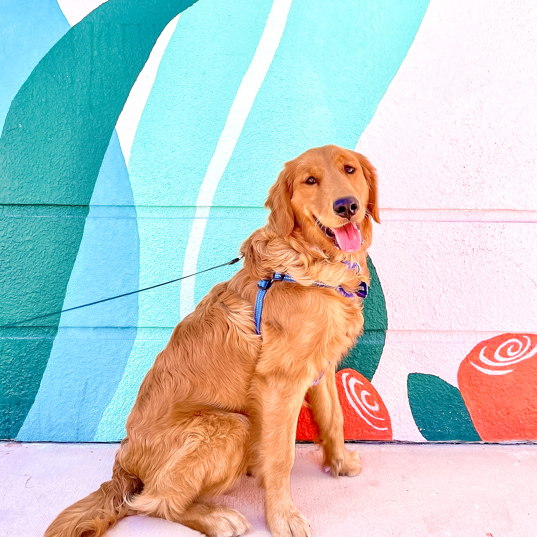 It's National Pet Day, so we had to post this 🤷🐶 
#DogsofDD