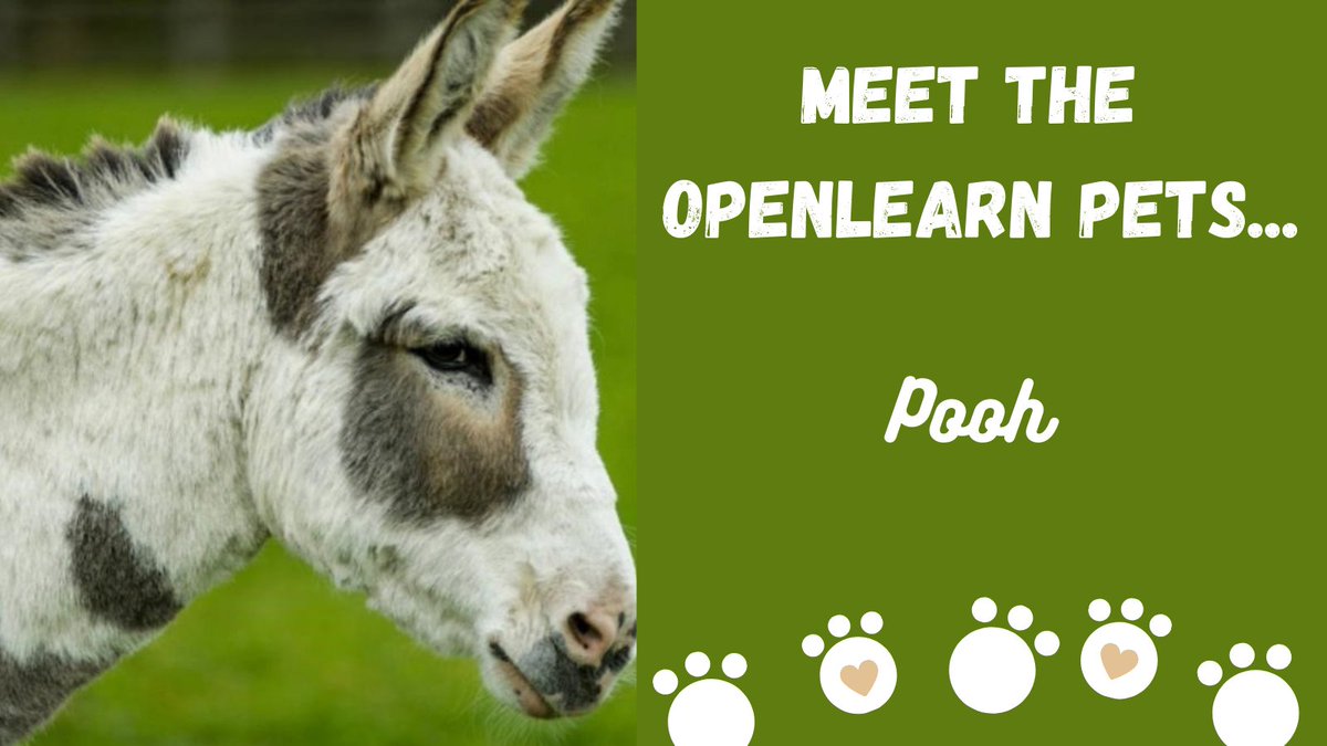 OUFreeLearning's tweet photo. Finally, meet Pooh - the OpenLearn team's adopted donkey.
He will do anything for a tasty snack - but could he order a snack in French? Well, he can learn how to in our FREE course 'Beginners French: food and drink':
https://t.co/SF8wFPeL59
#NationalPetDay #MeetTheOpenLearnPets https://t.co/2heFVgw9bF
