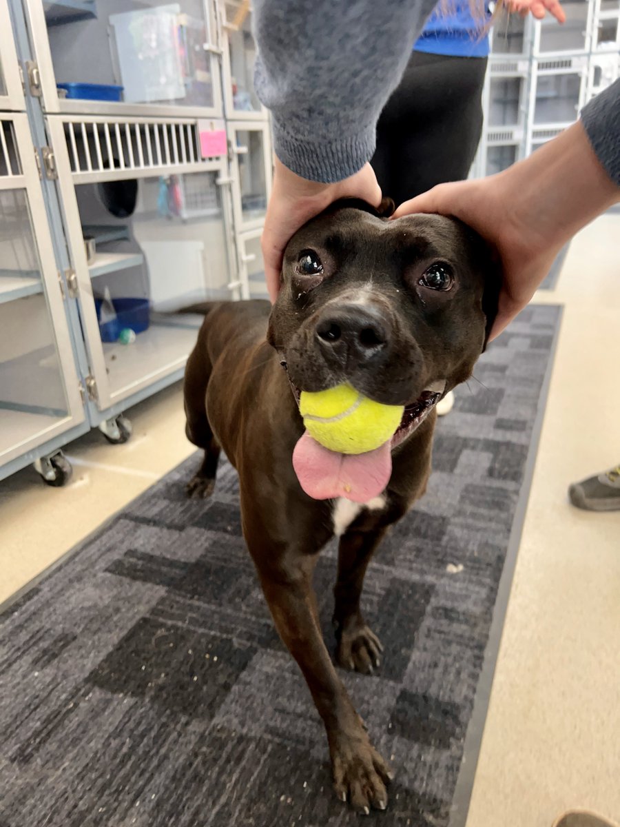 I’ve Pet That Dog tweet media