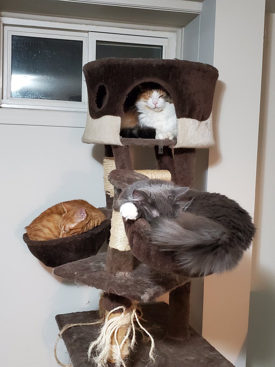 1d1ocracy's tweet photo. Heard it was #NationalPetsDay so here are my babies! Olley, Enzo &amp; Toga https://t.co/AIMS0nNMOF