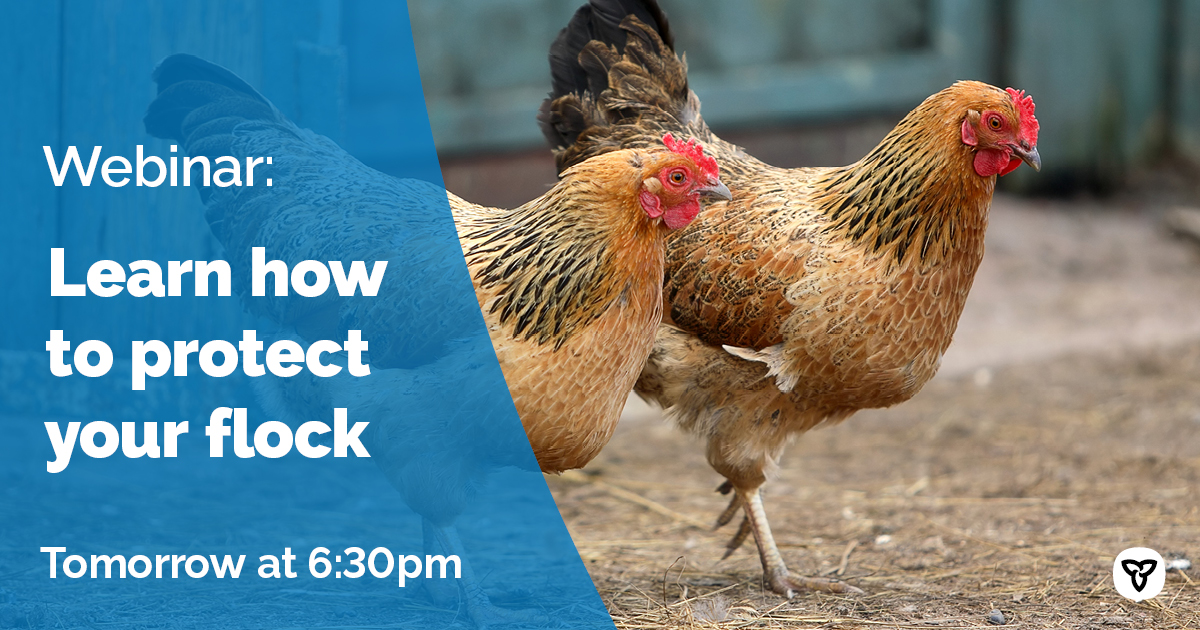 Join us and <a href="/PoultryIndCou/">Poultry Industry Council</a> for an update and details on protecting your flock on April 12 at 6:30pm. 

Learn about the clinical signs, biosecurity protocols, and get your questions answered.  Register now: us02web.zoom.us/webinar/regist…  

 #OntAg