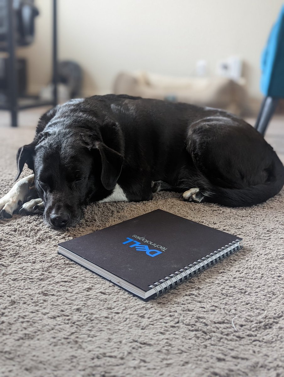 Bell_arms's tweet photo. @Dell_Edge Caught Pawject Manager Boots sleeping on the job.

I'll allow it 🥰 https://t.co/fFYATXtPhM
