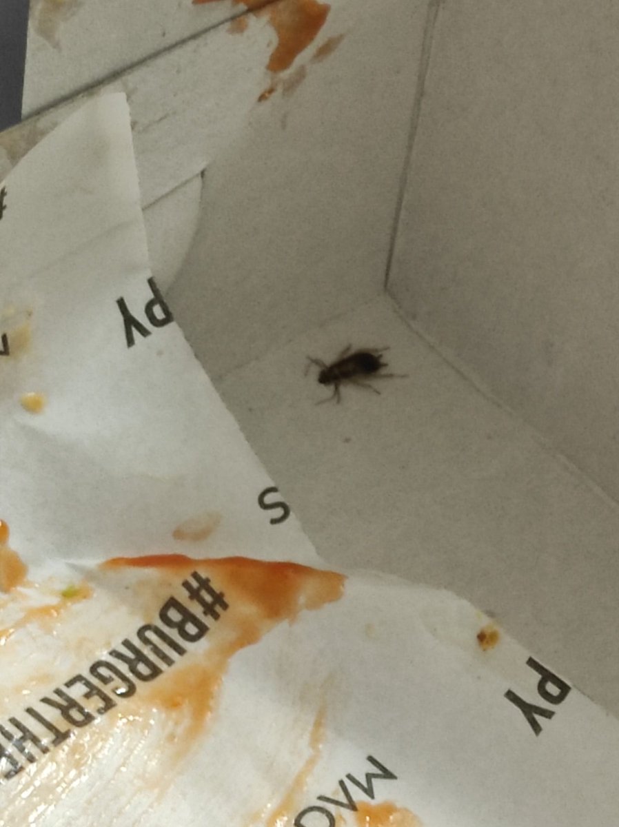 Dupdya's tweet photo. @zomatocare @zomato I found a god damn insect in my food today. I cannot believe these are the standards from well established food outlets. https://t.co/sR7mJEP9fC