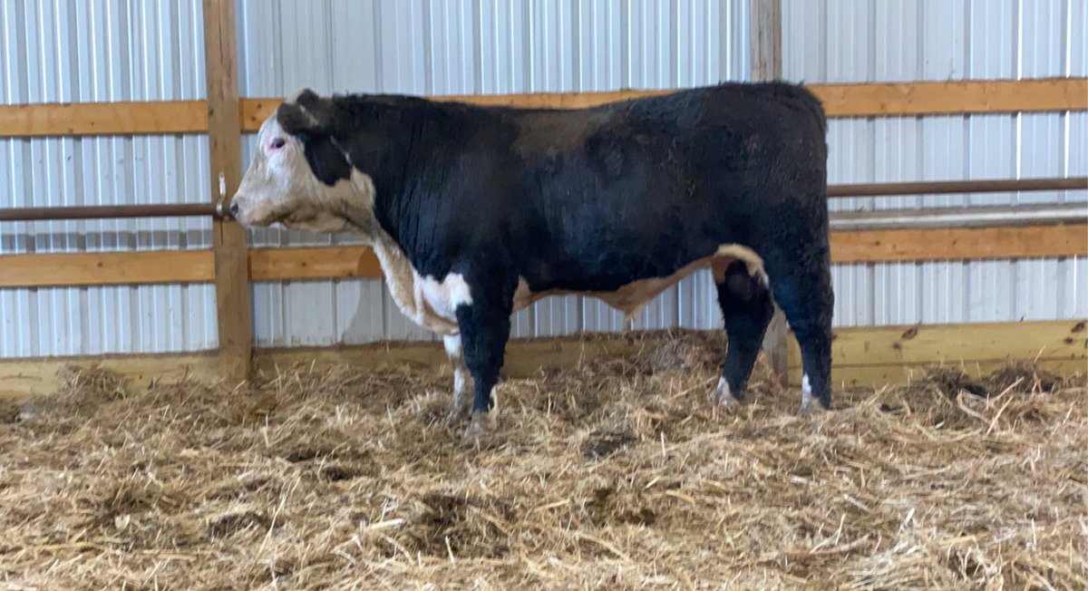 JakeGroft1's tweet photo. Good selection of yearling and 2yr old Black Hereford bulls. Give one of us a call with any questions thank you
Jay (605)-460-3477
Jake (605)-460-1452
Jedd (605)-460-0147 https://t.co/bi5CUShikq