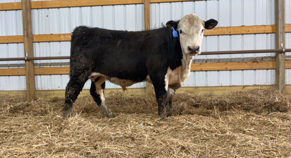 JakeGroft1's tweet photo. Good selection of yearling and 2yr old Black Hereford bulls. Give one of us a call with any questions thank you
Jay (605)-460-3477
Jake (605)-460-1452
Jedd (605)-460-0147 https://t.co/bi5CUShikq