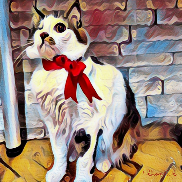 tikhonchik26's tweet photo. This beautiful cat named Crice lives in  Izmir in Turkey with my follower @trgtcl
And soon this furry pet will become famous all over the world, because he entered my collection
👉https://t.co/wNt6T5UCku
If you want your pet to become a crypto star, write me a personal message https://t.co/kP3TqzF2DH
