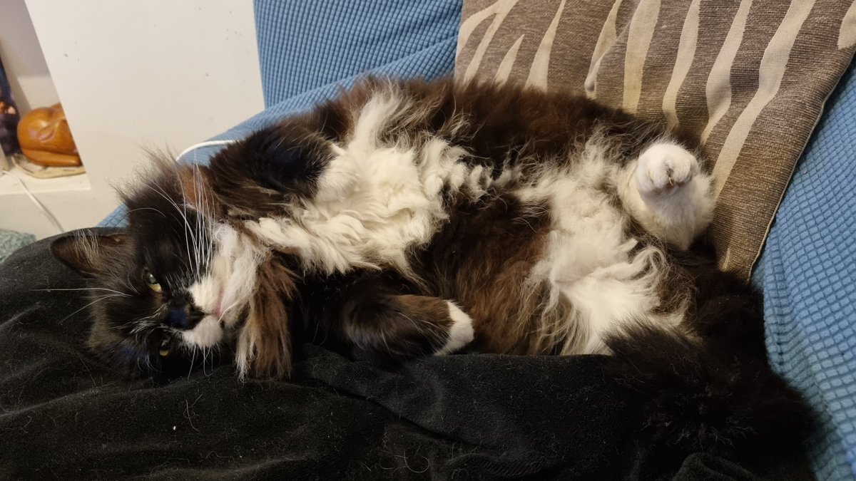 GremlintheFloof's tweet photo. @CathyLyons65 All the #flooftastic https://t.co/VbQBU2t598