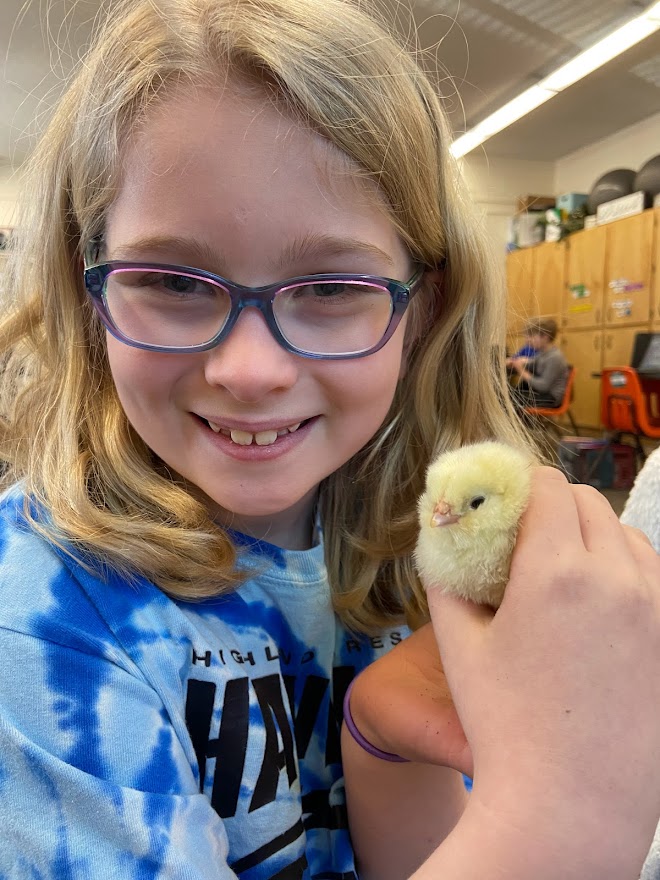 BismarckSchools's tweet photo. Highland Acres 3rd graders got to hatch chicks in their classroom to study the Life Cycles in science. They studied how the chick formed in the 21 days of incubation and watched how the chicks grew until the hatching day was upon them. Thanks Ms. Chaussee for sharing! #learnbps https://t.co/EYwfcJZmgz