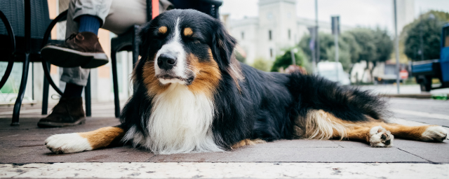 PPolanco7's tweet photo. If you decide to take your furry friend out to a restaurant this National Pet Day, make sure they’re on their best behavior with these tips from @CapitalOne. https://t.co/emkWuztqZW https://t.co/2R56qNvGZj