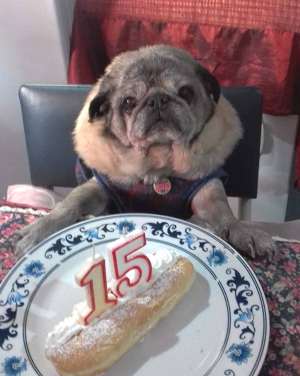 Pugsheaven's tweet photo. Hi ! Today's my 15th birthday 🎂 
Would you please wish me? 
Thank you ❤ 😊 https://t.co/geDmeDbW75