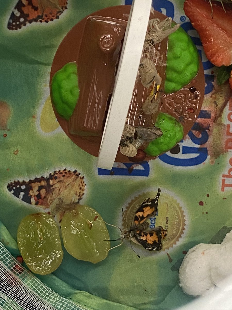 SchnellerMs's tweet photo. Our butterflies have hatched!! @TommieBarfield #paintedladybutterflies https://t.co/0FtlCvbnqq