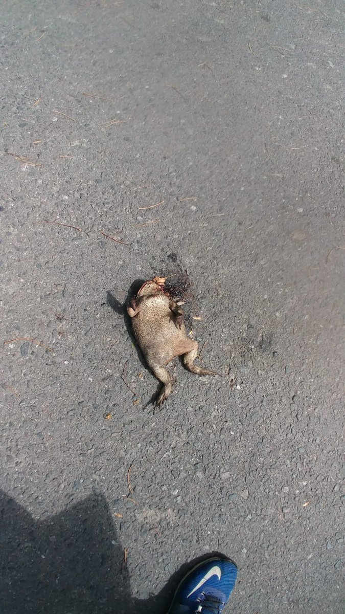 Esto es lo mas cerca que vas a estar de un sapo 👅👅