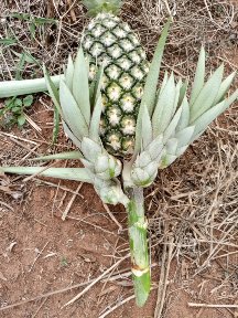 Alexandre Totin (@alexandre_totin) on Twitter photo 