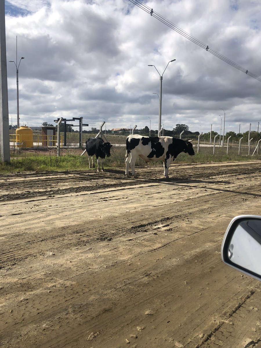 Rossi_05's tweet photo. No señores no es una ruta del interior del país !!! En la capi tb hay calles que es imposible; eligiendo qué pozo me rompe menos el auto desde inauguración de la @UAM_UY  no le pasan aunque sea una máquina !!!! VERGÜENZA @montevideoIM @CosseCarolina https://t.co/YuHLQfa21c
