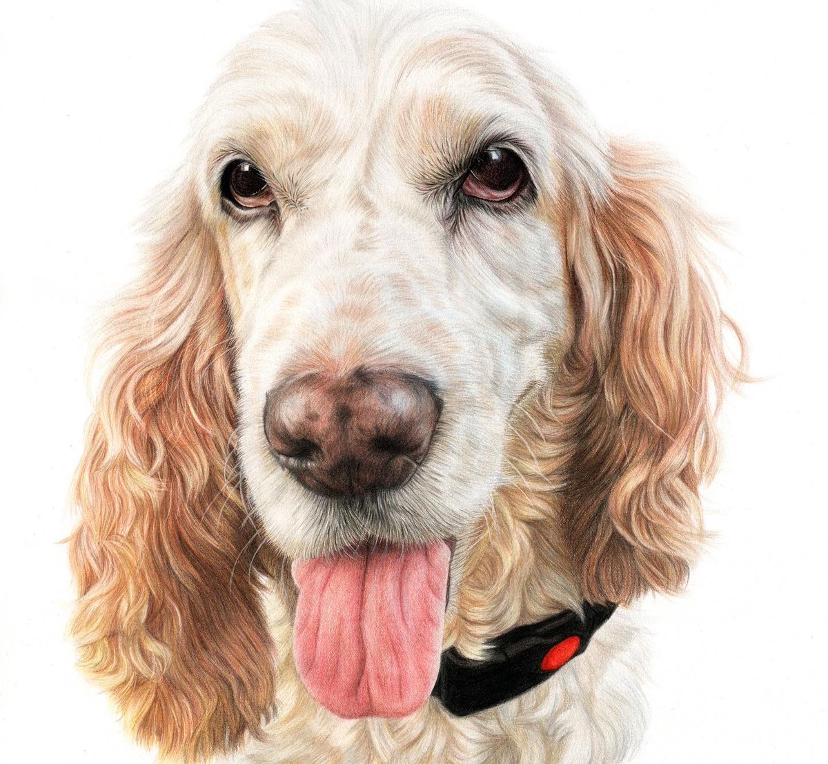 ems_pawtraits's tweet photo. NATIONAL PET DAY 🐶🐱 

I don’t think it will come as a surprise to anyone, but I LOVE pets!🥰

What’s better than a cuddle with your dog, or their endless excitement over going for a walk?! 

Let me know below what you love about your pet the most?🥰 #NationalPetDay #PetDay https://t.co/BX9fr3dlfC