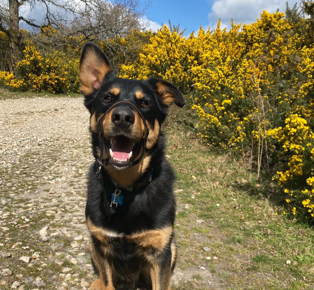 ems_pawtraits's tweet photo. NATIONAL PET DAY 🐶🐱 

I don’t think it will come as a surprise to anyone, but I LOVE pets!🥰

What’s better than a cuddle with your dog, or their endless excitement over going for a walk?! 

Let me know below what you love about your pet the most?🥰 #NationalPetDay #PetDay https://t.co/BX9fr3dlfC