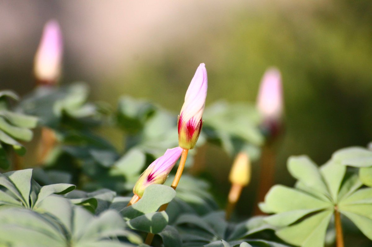 j11p43f's tweet photo. Oxalis adenophylla is native to Chile and Argentina. A gorgeous example of compound peltate leaves and you’ve got to love a spiral flower bud.
#PlantsAreCool #Botany #Oxalidaceae #KewGardens #KewAlpine https://t.co/dD06Wfbl0m