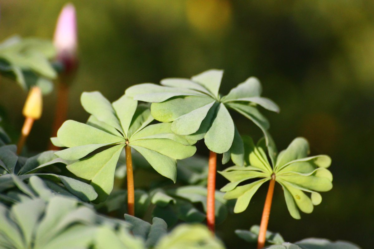 j11p43f's tweet photo. Oxalis adenophylla is native to Chile and Argentina. A gorgeous example of compound peltate leaves and you’ve got to love a spiral flower bud.
#PlantsAreCool #Botany #Oxalidaceae #KewGardens #KewAlpine https://t.co/dD06Wfbl0m