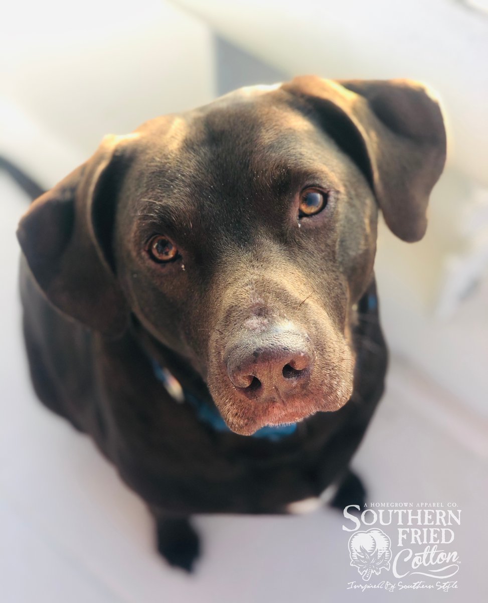 Southern Fried Cotton tweet media