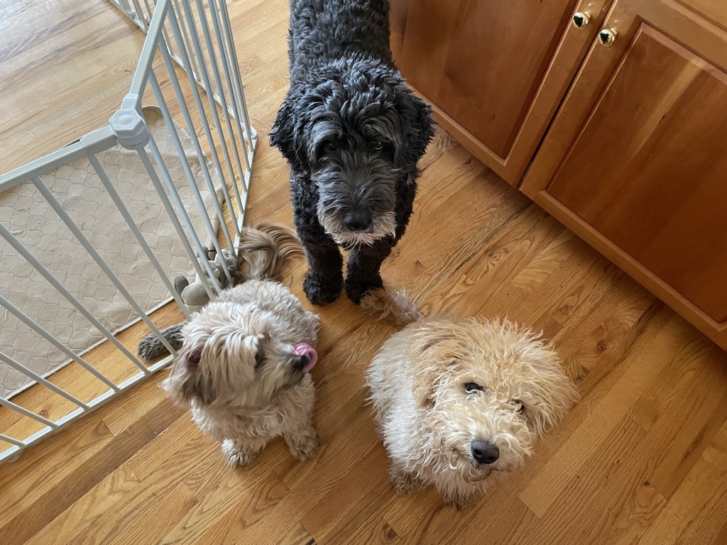 dgoodkin's tweet photo. Happy #NationalPetDay! The three little monsters that keep me on my toes, every day!! #DogsOfFreeBSD https://t.co/IZ2UEyjvaU