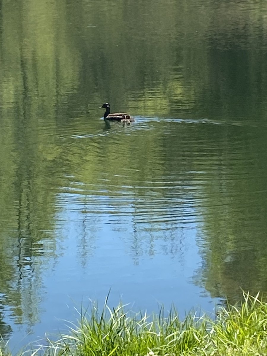 A welcome sight. #ducklings #spring #Monday